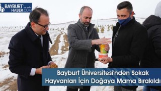 Bayburt Üniversitesi'nden Sokak Hayvanları İçin Doğaya Mama Bırakıldı