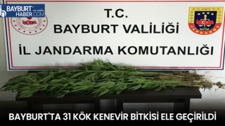 Bayburt'ta 31 Kök Kenevir Bitkisi Ele Geçirildi