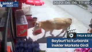 Bayburt’ta Kurbanlık İnekler Markete Girdi