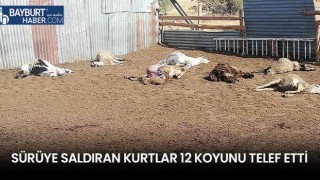 Sürüye Saldıran Kurtlar 12 Koyunu Telef Etti