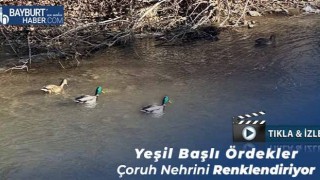 Yeşil Başlı Ördekler Çoruh Nehrini Renklendiriyor