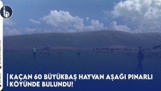 Kaçan 60 Büyükbaş Hayvan Aşağı Pınarlı Köyünde Bulundu!