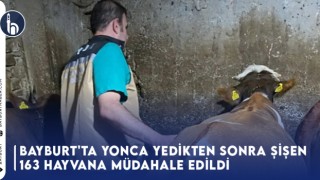 Bayburt'ta Yonca Yedikten Sonra Şişen 163 Hayvana Müdahale Edildi