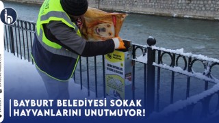 Bayburt Belediyesi Sokak Hayvanlarını Unutmuyor!