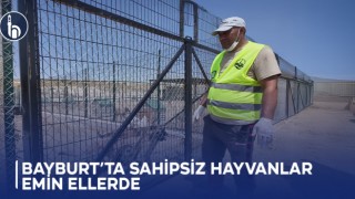Bayburt’ta Sahipsiz Hayvanlar Emin Ellerde