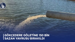 Gökçedere Göletine 150 Bin Sazan Yavrusu Bırakıldı