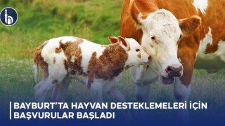 Bayburt’ta Hayvan Desteklemeleri İçin Başvurular Başladı