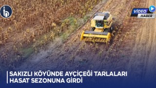 Bayburt'un Sakızlı Köyünde Ayçiçeği Tarlaları Hasat Sezonuna Girdi