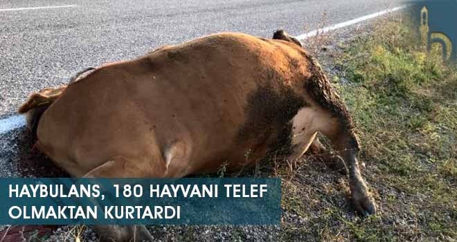 Haybulans, 180 Hayvanı Telef Olmaktan Kurtardı