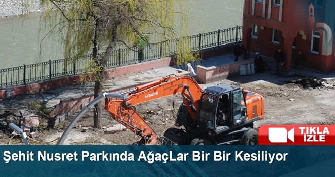 Şehit Nusret Parkında AğaçLar Bir Bir Kesiliyor