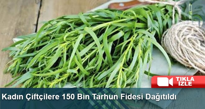 Kadın Çiftçilere 150 Bin Tarhun Fidesi Dağıtıldı