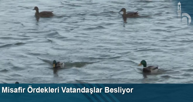 Misafir ördekleri vatandaşlar besliyor