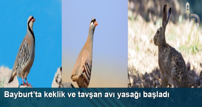 Bayburt’ta keklik ve tavşan avı yasağı başladı