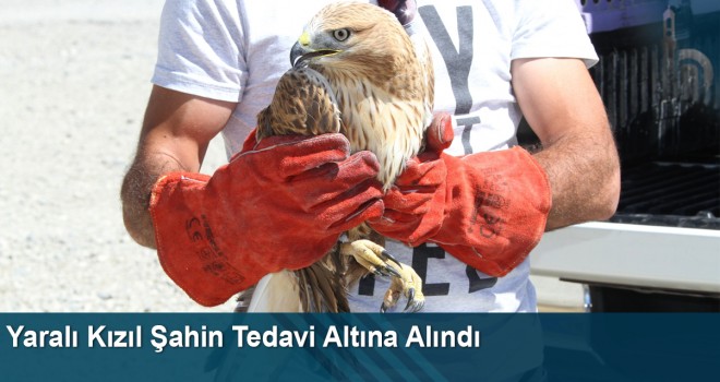 Bayburt'ta Yaralı Halde Bulunan Kızıl Şahin Tedavi Altına Alındı