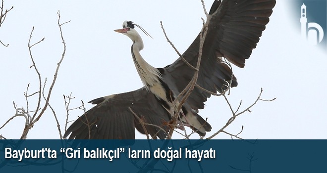 Bayburt'ta “Gri balıkçıl” ların Doğal Hayatı