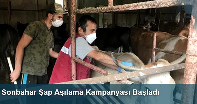 Sonbahar Şap Aşılama Kampanyası Başladı