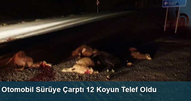 Otomobil Sürüye Çarptı 12 Koyun Telef Oldu