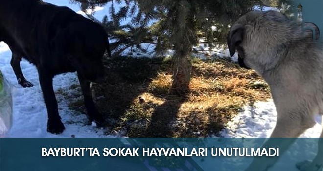 Bayburt’ta Sokak Hayvanları Unutulmadı