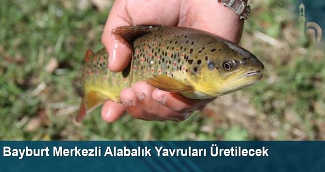 Bayburt Merkezli Alabalık Yavruları Üretilecek