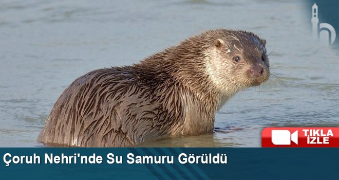 Çoruh Nehri'nde Su Samuru Görüldü