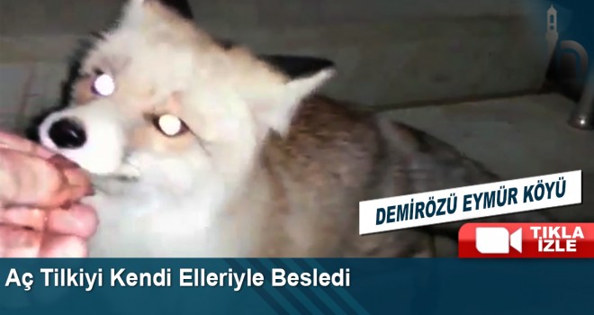 Aç Tilkiyi Kendi Elleriyle Besledi