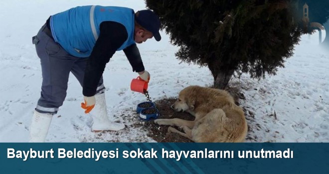 Bayburt Belediyesi sokak hayvanlarını unutmadı