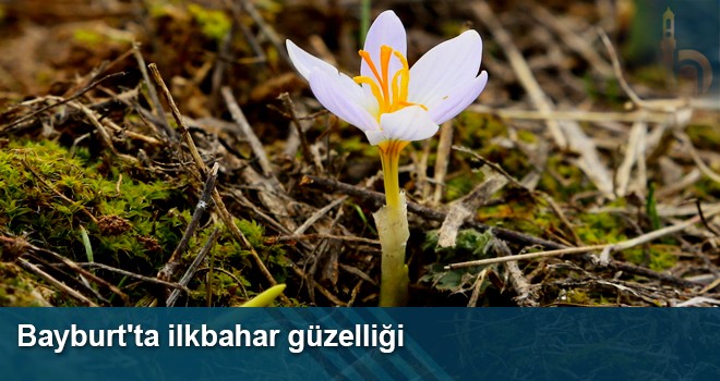 Bayburt'ta ilkbahar Güzelliği