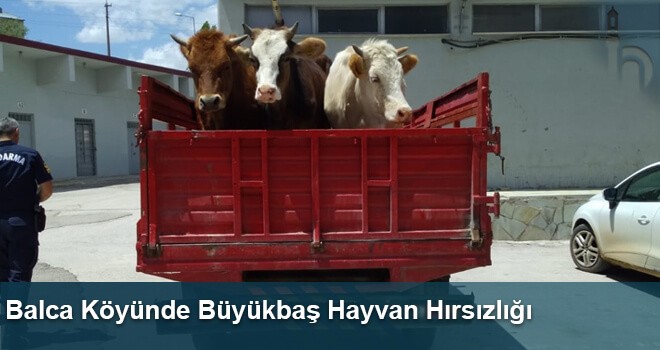 Balca Köyünde Büyükbaş Hayvan Hırsızlığı