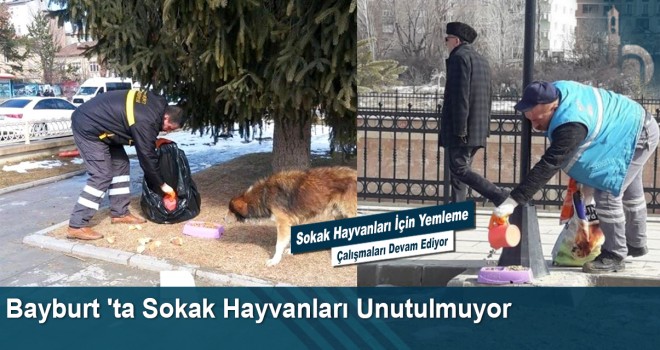 Bayburt 'ta Sokak Hayvanları Unutulmuyor